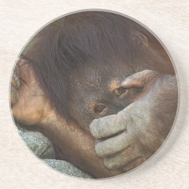 Sumatran Orangutan, Pongo pygmaeus Coaster (Front)