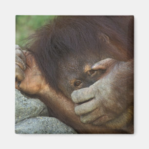 Sumatran Orangutan, Pongo pygmaeus Magnet
