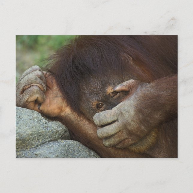Sumatran Orangutan, Pongo pygmaeus Postcard (Front)