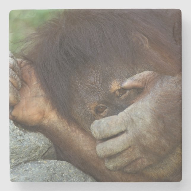 Sumatran Orangutan, Pongo pygmaeus Stone Coaster (Front)