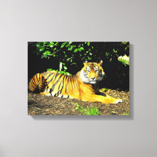 Sumatran tiger animal canvas print