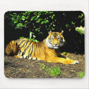 Sumatran tiger animal mouse pad