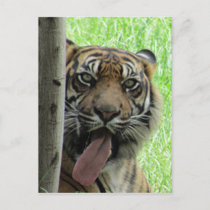 sumatran tiger big tongue postcard