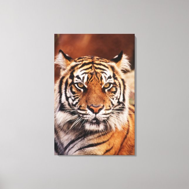 Sumatran Tiger Canvas Print (Front)