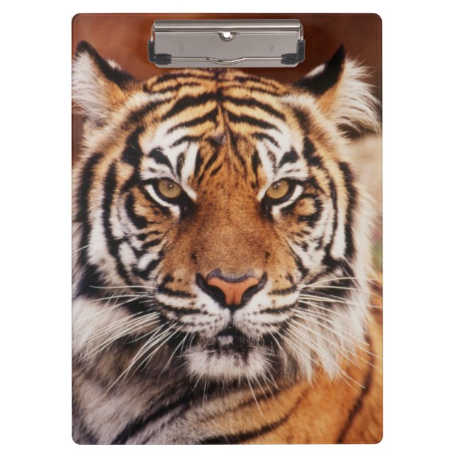 Sumatran Tiger Clipboard (Front)