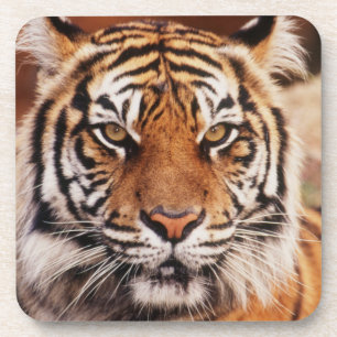 Sumatran Tiger Coaster