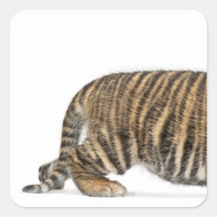 Sumatran Tiger cub 2 Square Sticker