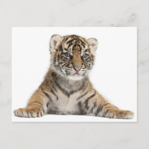 Sumatran Tiger cub Postcard
