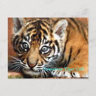 Sumatran Tiger Cub Postcard