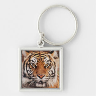 Sumatran Tiger Keychain