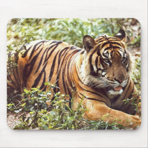 sumatran tiger mouse pad
