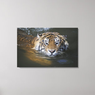 Sumatran tiger, Panthera tigris sumatrae Canvas Print