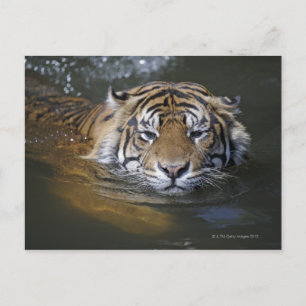 Sumatran tiger, Panthera tigris sumatrae Postcard