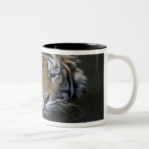 Sumatran tiger, Panthera tigris sumatrae Two-Tone Coffee Mug
