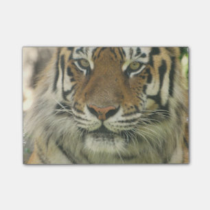 Sumatran Tiger Post-it Notes
