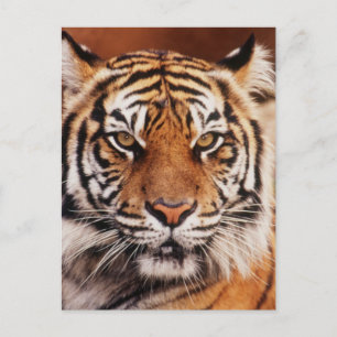 Sumatran Tiger Postcard