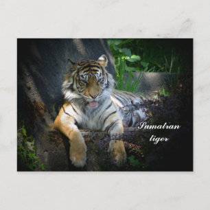 Sumatran tiger postcard