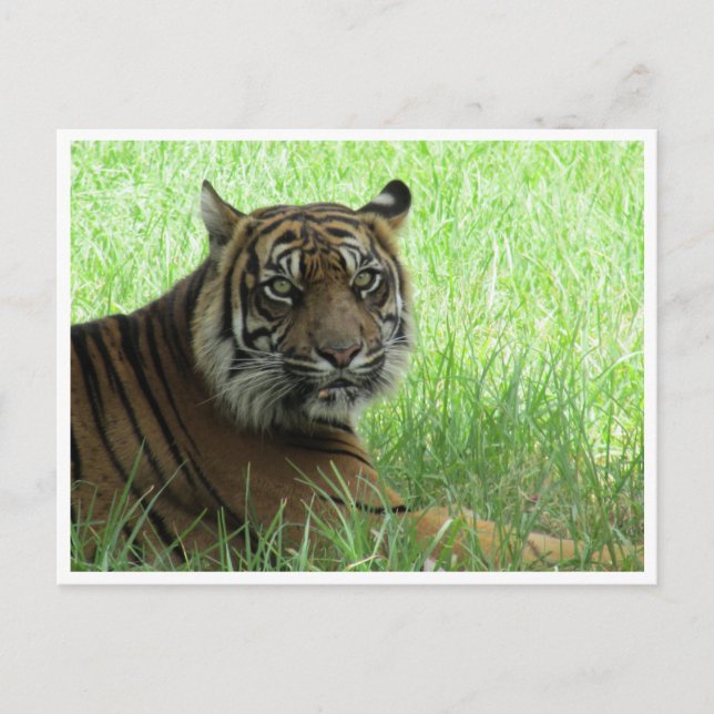 sumatran tiger postcard (Front)