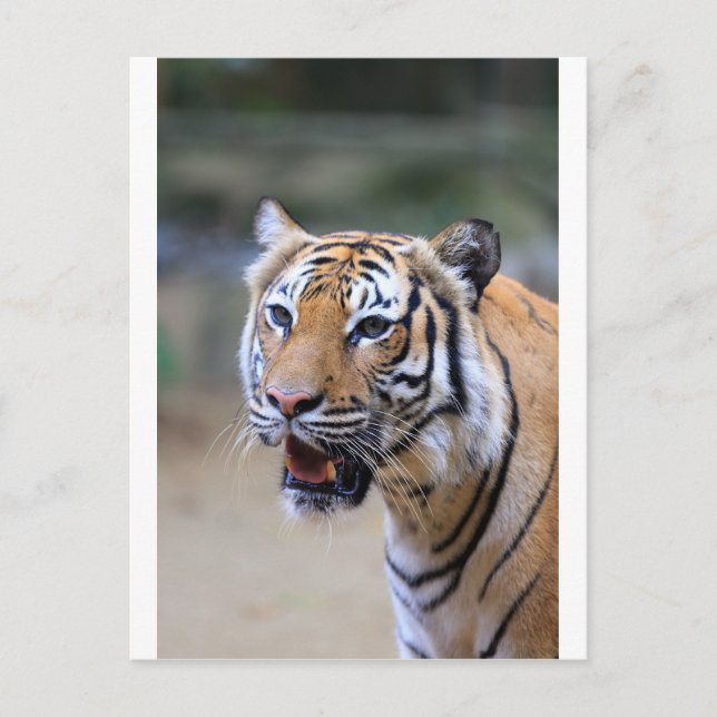 Sumatran Tiger Postcard (Front)