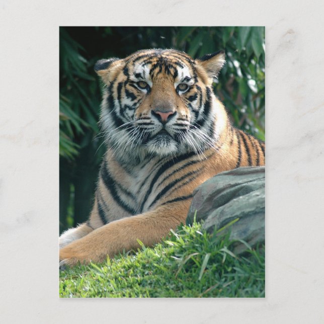 sumatran tiger postcard (Front)
