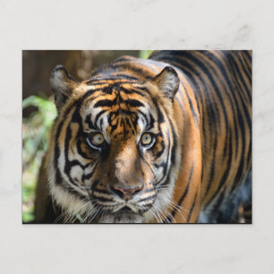 Sumatran Tiger Postcard