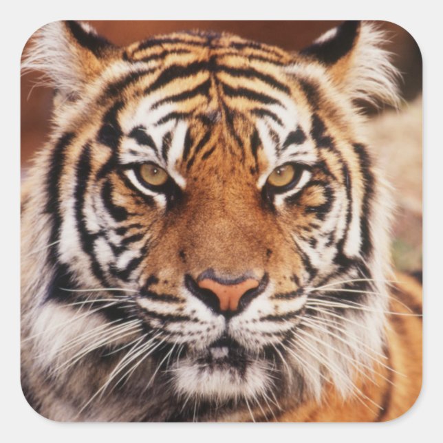 Sumatran Tiger Square Sticker (Front)