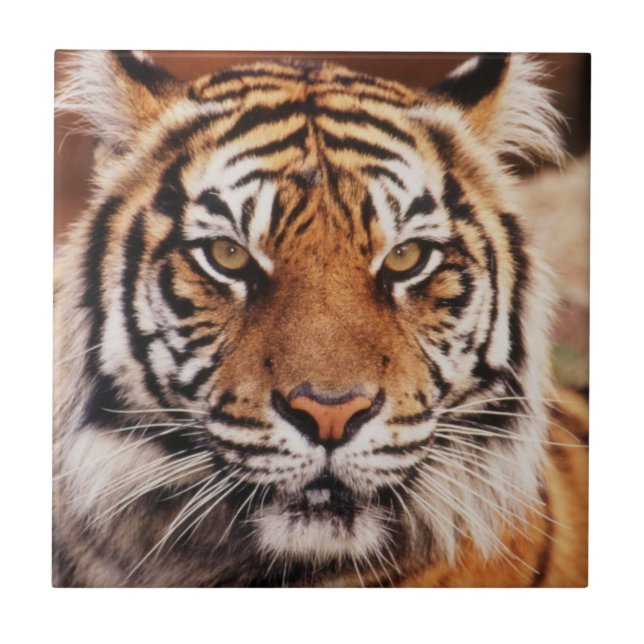 Sumatran Tiger Tile (Front)