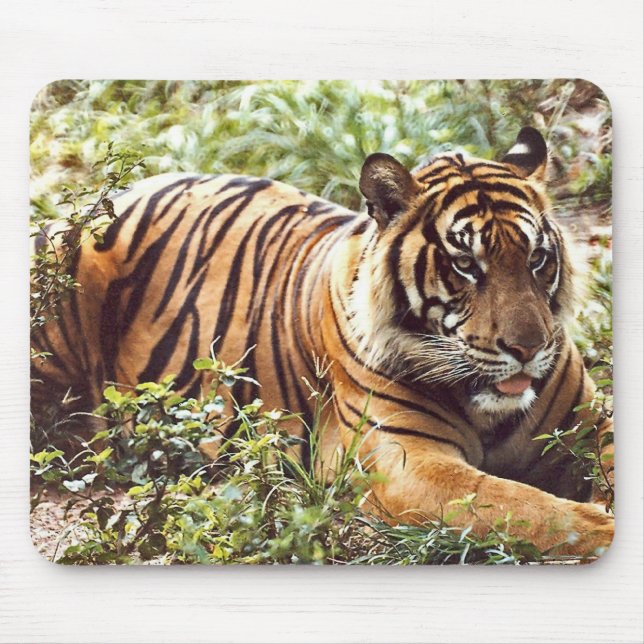 sumatran tiger wild jungle mouse pad (Front)