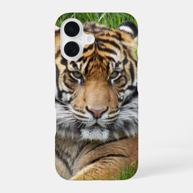 Sumatran Tiger Wildlife Photo iPhone 16 Case (Back)