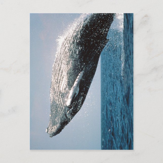 Summary Humpback Whale ( Megaptera novaeangliae )  Postcard (Front)