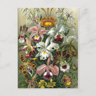 Summary The 74th plate from Ernst Haeckel's Kunstf Postcard