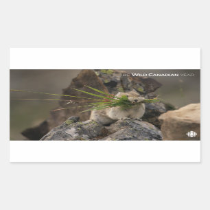 Summer - American Pica Sticker