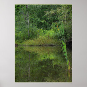 Summer at the Pond Poster