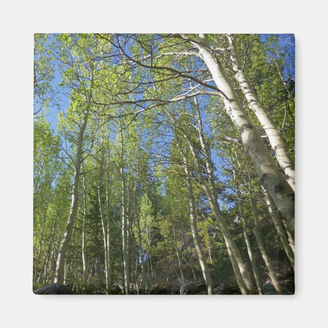 Summer Birch Trees at Rocky Mountain Magnet (Front)