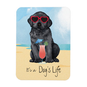 Summer Black Lab Magnet