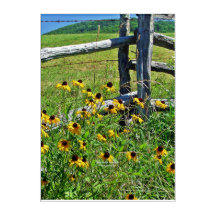 Summer Blue Ridge Parkway USA Wildflowers Photo 