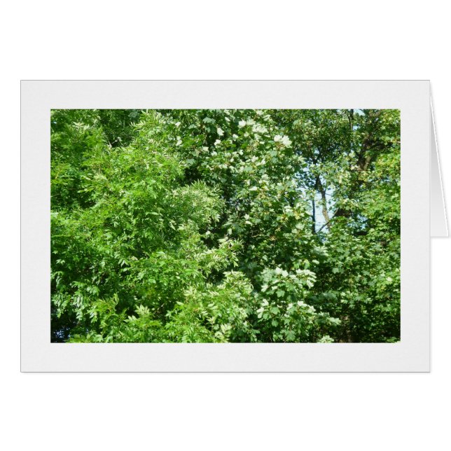 Summer Breeze (Front Horizontal)