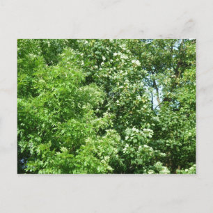 Summer Breeze Postcard