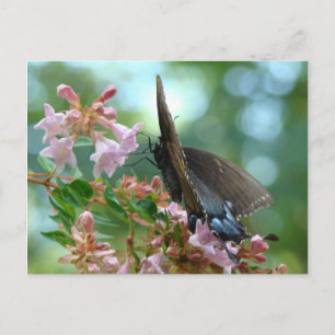 Summer Butterfly Blues Postcard