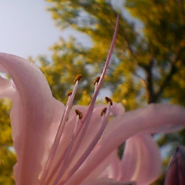 Summer Canvas Print (Creator Uploaded)