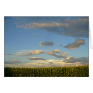 Summer Cornfield