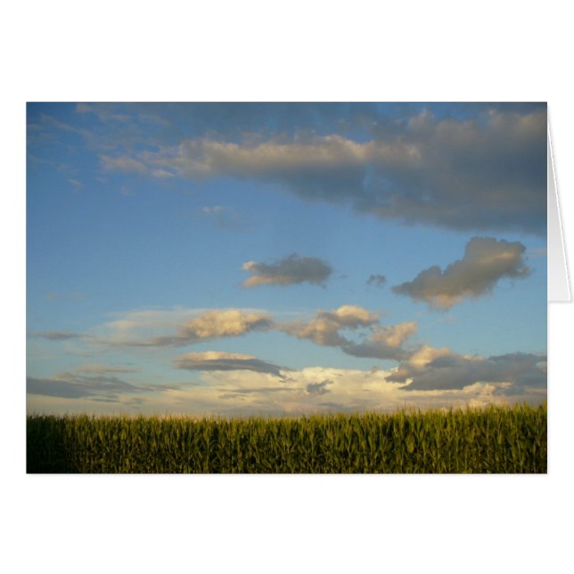 Summer Cornfield (Front Horizontal)