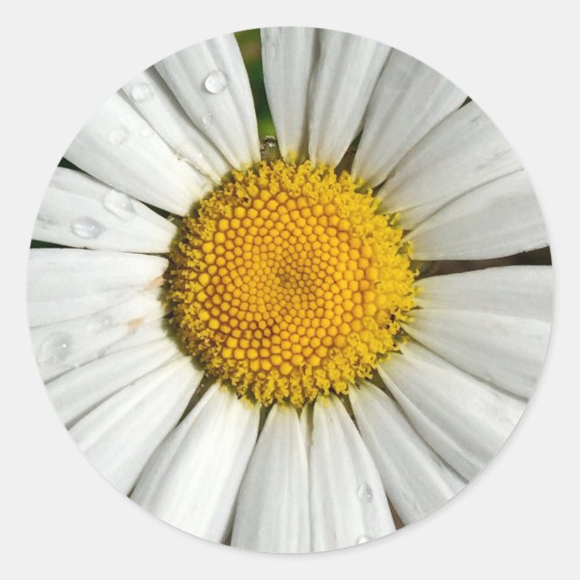 Summer Daisy Sticker (Front)