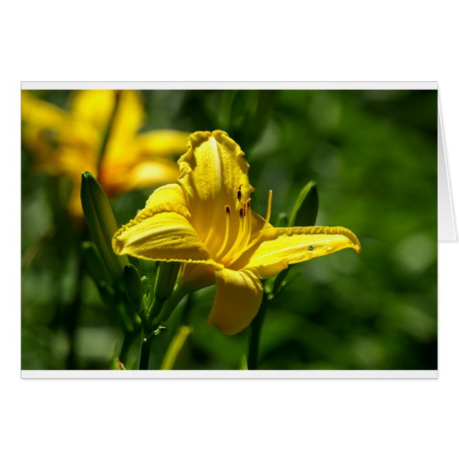 Summer Day (Front Horizontal)