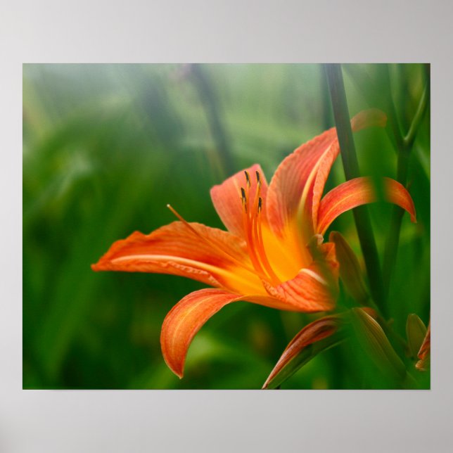 Summer Daylily Print, Value Poster Paper (Matte) (Front)