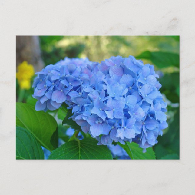 Summer Floral Garden Postcard Blue Hydrangea (Front)