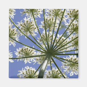 Summer Flower Cow Parsley Magnet