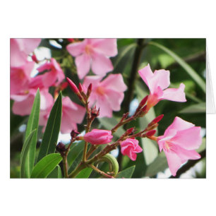 Summer Flowers