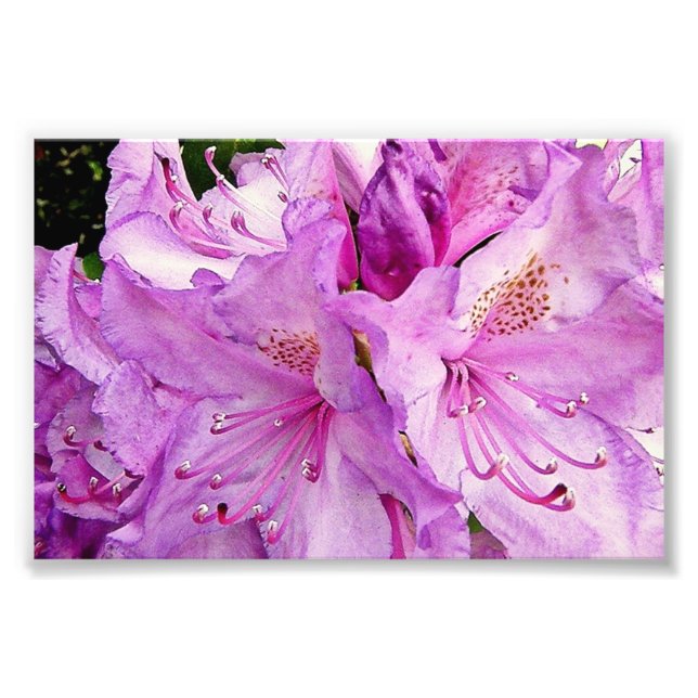 Summer Flowers Photo Print (Front)