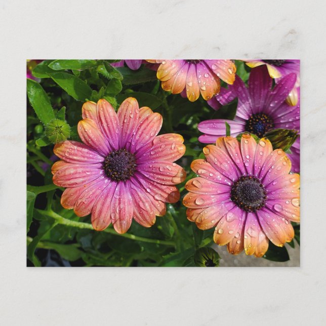 Summer flowers postcard (Front)